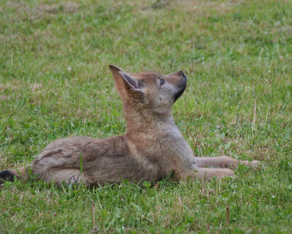Du Domaine De Ragnarok - Chiots disponibles - Chien-loup tchecoslovaque