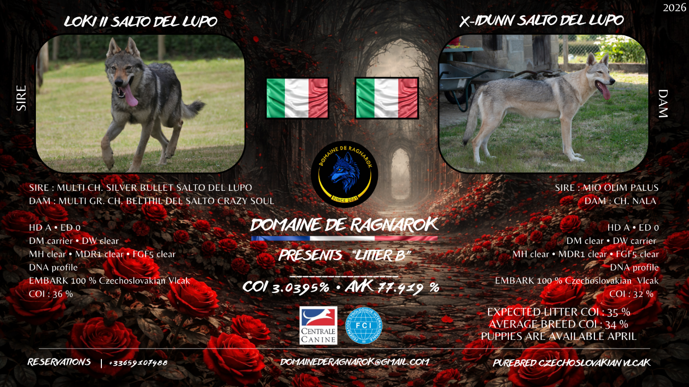 Chiot Chien-loup tchecoslovaque Du Domaine De Ragnarok