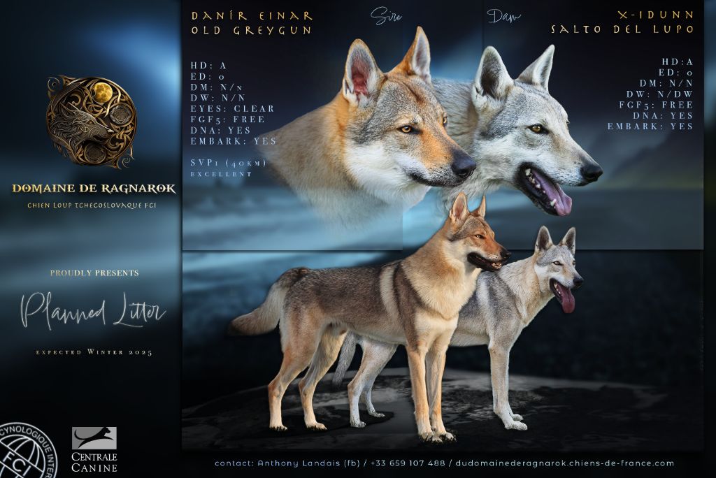 Du Domaine De Ragnarok - Chien-loup tchecoslovaque - Portée née le 14/02/2025