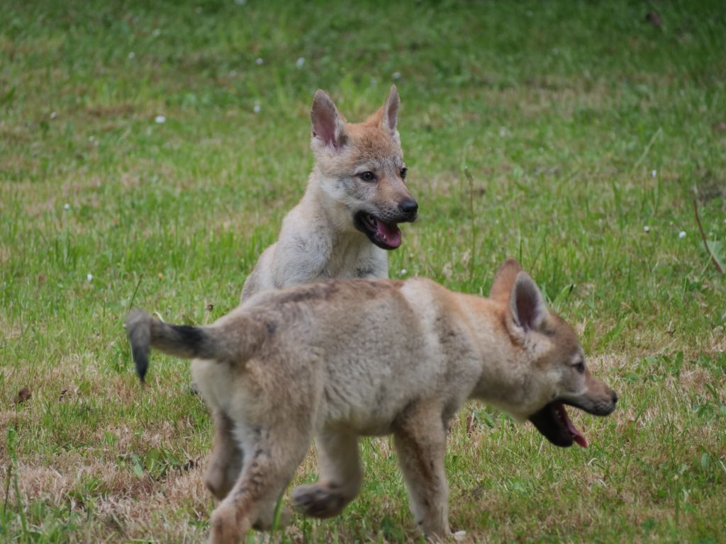 Du Domaine De Ragnarok - Chiots disponibles - Chien-loup tchecoslovaque
