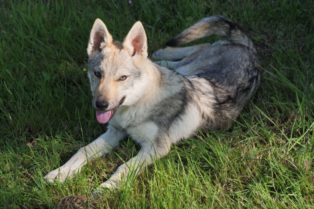 Du Domaine De Ragnarok - Chiots disponibles - Chien-loup tchecoslovaque