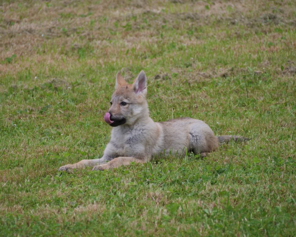 Du Domaine De Ragnarok - Chiots disponibles - Chien-loup tchecoslovaque